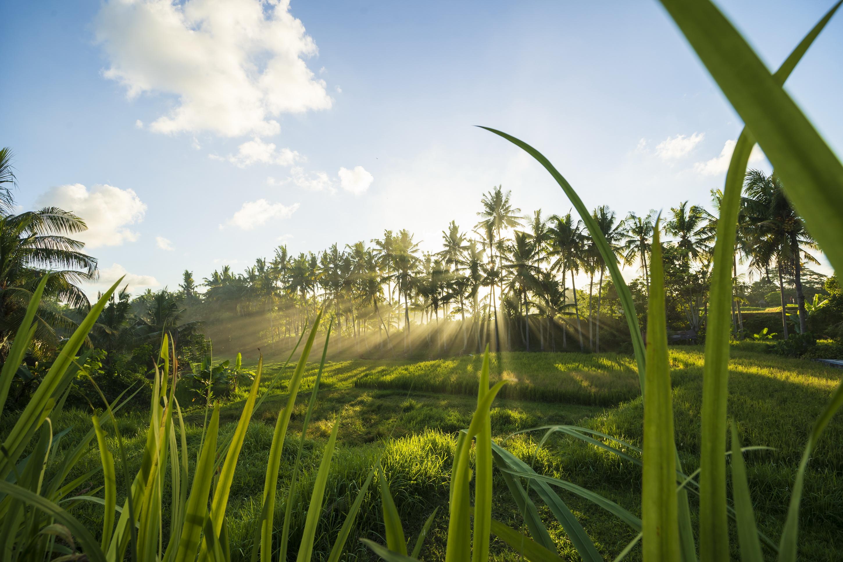 Agung Raka Villa Ubud Buitenkant foto